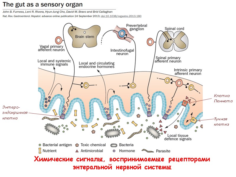 Химические сигналы, воспринимаемые рецепторами энтеральной нервной системы